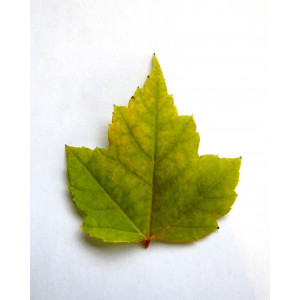 Acer rubrum 10L 175/200