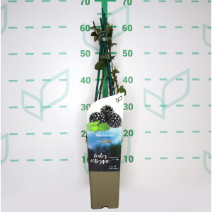 Rubus fructicosus "Dirksen" 2L Alto 4 Tutores 60 