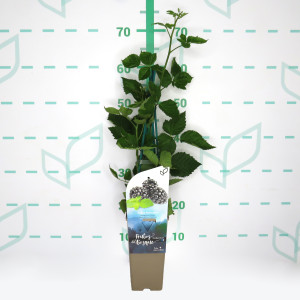 Rubus fructicosus "Dirksen" 2L Alto 4 Tutores 60 