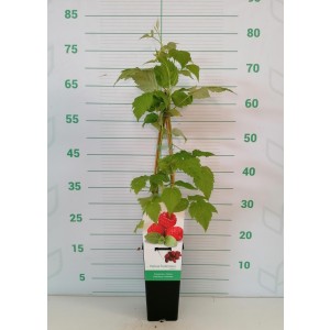 Rubus idaeus "Heritage" 2L Alto 4 Tutores 60  (Frambuesa roja) L1