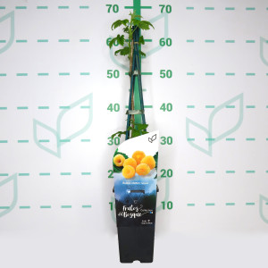 Rubus idaeus "Fall Gold" 2L Alto 4 Tutores 60  (Frambuesa amarilla)