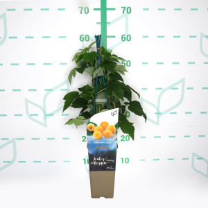 Rubus idaeus "Fall Gold" 2L Alto 4 Tutores 60  (Frambuesa amarilla)