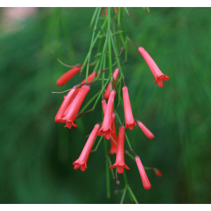 Russelia juncea"Rosea" 2L