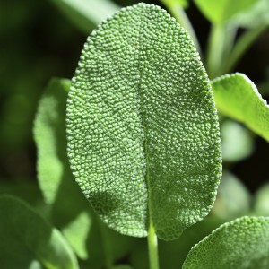 Salvia officinalis M11 10/15