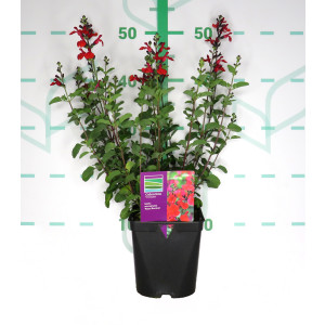 Salvia microphylla "Royal Blume" 2L R/C