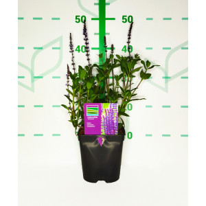 Salvia nemorosa "Caradonna" 2L R/C 20/30