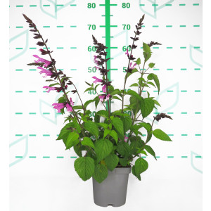 Salvia 'Amistad' ® 2L R/C 20/30