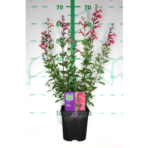 Salvia x jamensis "Flammen" 2L R/C 20/30