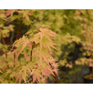 Acer palmatum "Sango Kaku" 3L Deco 40/60