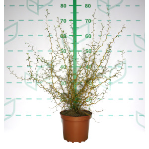Sophora prostrata "Little Baby" 2.5L 25/30