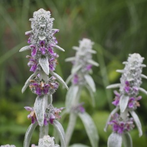 Stachys bizantina 2L R/C 10/20
