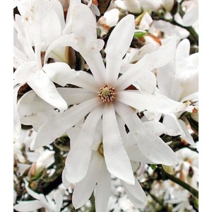 Magnolia "Stellata" 10L Ht 110/120 160/180 Ø4-6