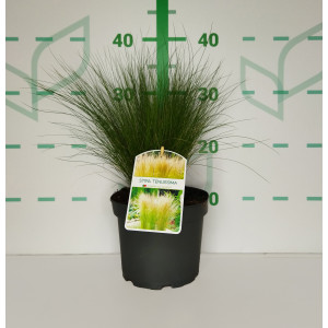 Stipa tenuissima "Ponnytails" 2L 20/30