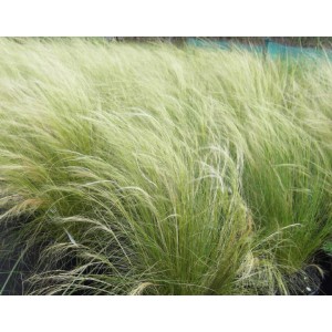 Stipa tenuissima "Ponnytails" 2.5L R/C 20/30