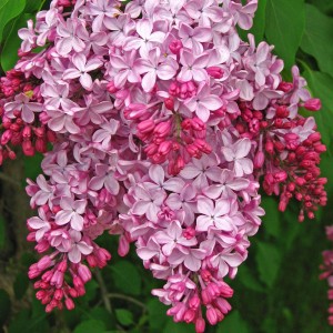 Syringa vulgaris 14L Cuadrada 60/80