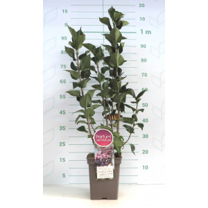 Syringa vulgaris 5L Cuadrada 50/70