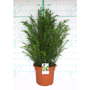 Taxus baccata 15L 70/90
