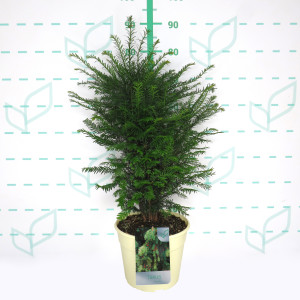 Taxus baccata 7.5L Blanca 60/80