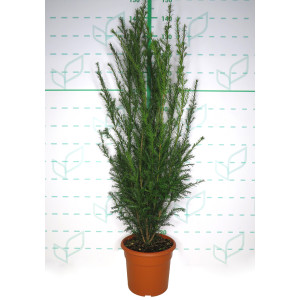Taxus x media "Groenland" 10L Deco 70/90