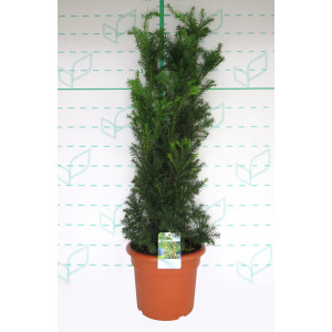 Taxus x media "Hicksii" 15L Deco 100/110