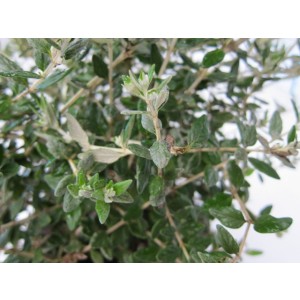 Teucrium fruticans 3L