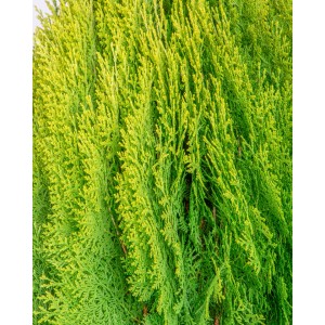 Thuja orientalis "Aurea Nana" 15L 50/60 DP 35/40