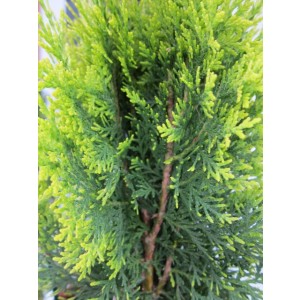 Thuja orientalis "Aurea Nana" 2.5L Deco 25/30