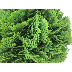 Thuja occidentalis "Danica" 2.5L 10/15