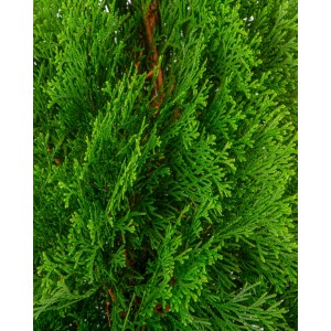 Thuja occidentalis "Esmeralda" 10L Deco  100/125