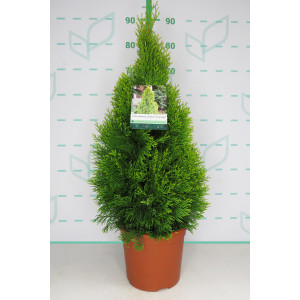 Thuja occidentalis "Golden Esmeralda" 5L Deco 40/60
