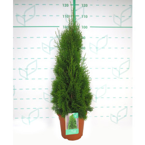 Thuja occidentalis "Esmeralda" 10L Deco 80/100