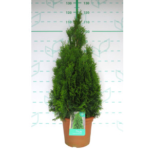 Thuja occidentalis "Esmeralda" 10L Deco 80/100