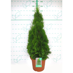 Thuja occidentalis "Esmeralda" 15L Deco 100/125