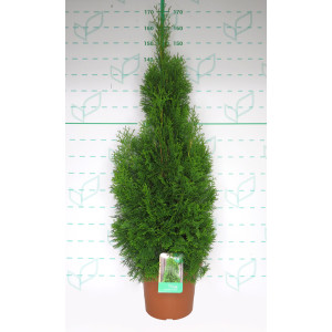Thuja occidentalis "Esmeralda" 15L Deco 100/125