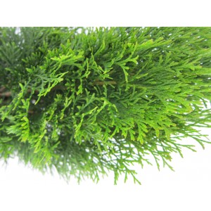 Thuja occidentalis "Esmeralda" 5L Deco 50/70