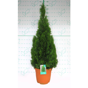 Thuja occidentalis "Esmeralda" 25L 125/150