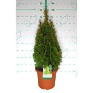 Thuja occidentalis "Golden Esmeralda" 10L Deco 70/90