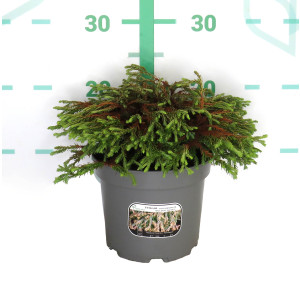 Thuja occidentalis "Golden Tuffet" 2L 15/20