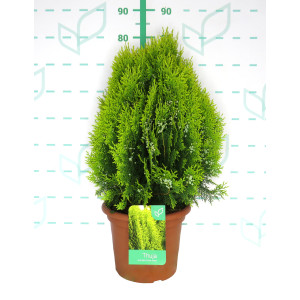 Thuja orientalis "Aurea Nana" 10L Deco 30/40