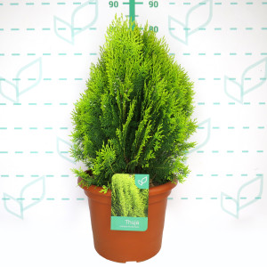 Thuja orientalis "Aurea Nana" 15L 50/60 DP 35/40