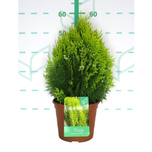 Thuja orientalis "Aurea Nana" 5L Deco 30/40