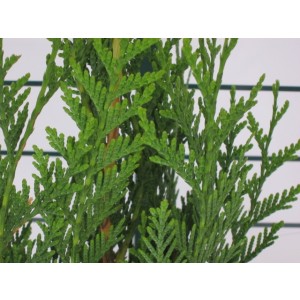 Thuja plicata "Atrovirens" 5L 100/125