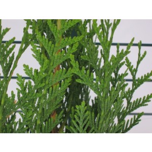 Thuja plicata "Atrovirens" 2L 60/70