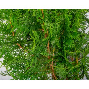 Thuja plicata "Excelsa" 5L 100/125 
