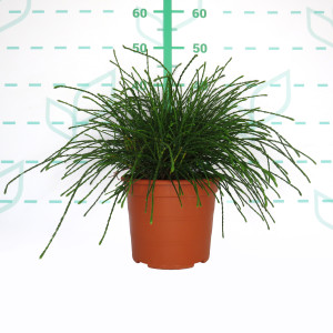 Thuja plicata "Whipcord" 5L Deco 20/25