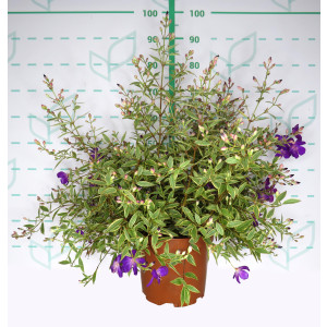 Tibouchina "Blaze of Glory" 10L 30/40