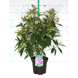 Tibouchina "Blue Moon" 5L 30/40