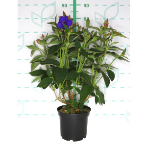 Tibouchina "Purple Moon" 5L 30/35