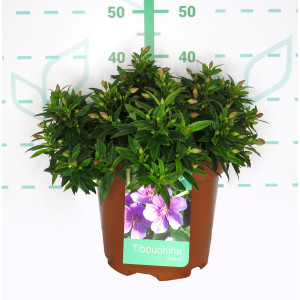 Tibouchina urvilleana "Groovy Baby" ® 10L