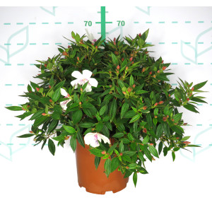 Tibouchina urvilleana "Peace Baby" 10L 25/30